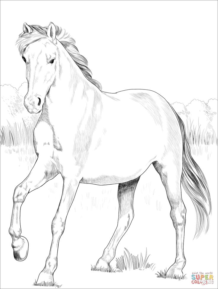 Spanish mustang coloring page free printable coloring pages horse coloring pages animal coloring pages horse coloring books