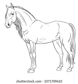 Coloring page mustang horse stock vector royalty free