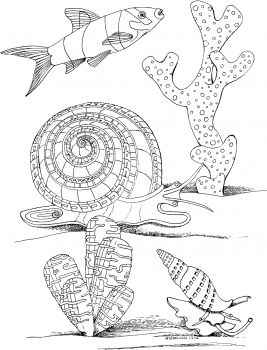 Sea snail marine mollusc coloring page super coloring coloring pages animal coloring pages free printable coloring pages