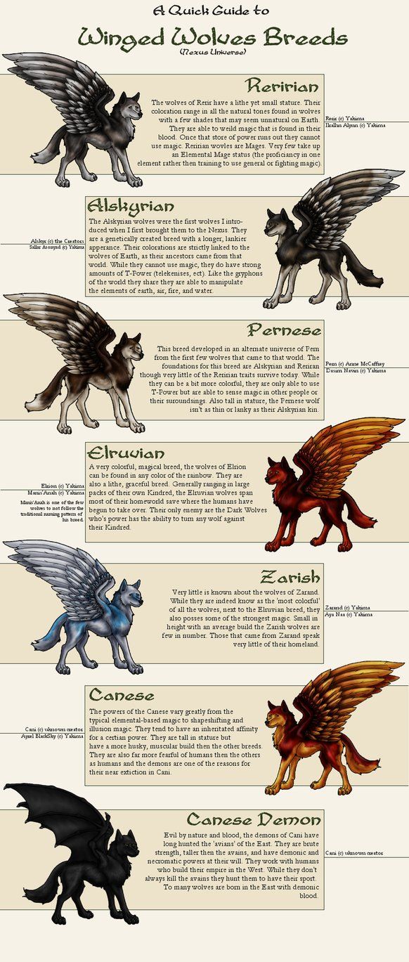 Winged wolf breeds by khayawen on deviantart mythical creatures list fantasy wolf mythical creatures