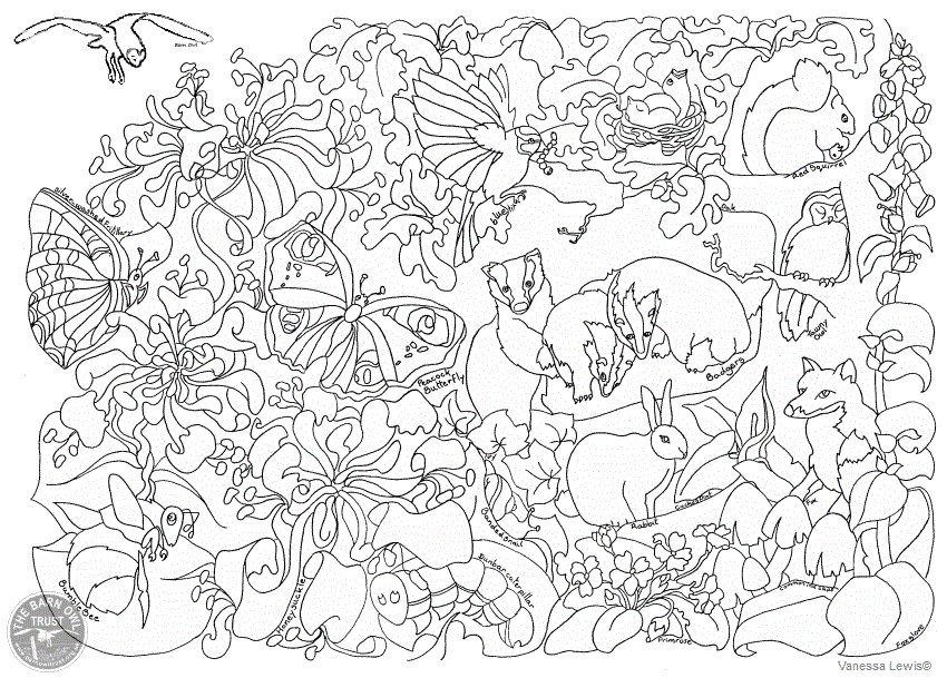 British wildlife colouring page