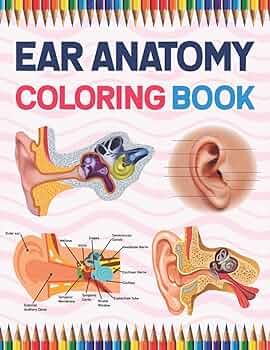 Ear anatomy coloring book human ear anatomy workbook for kids human ear anatomy coloring pages for kids toddlers teens human body students and activity book for kids toddlers publication sarkayniabell