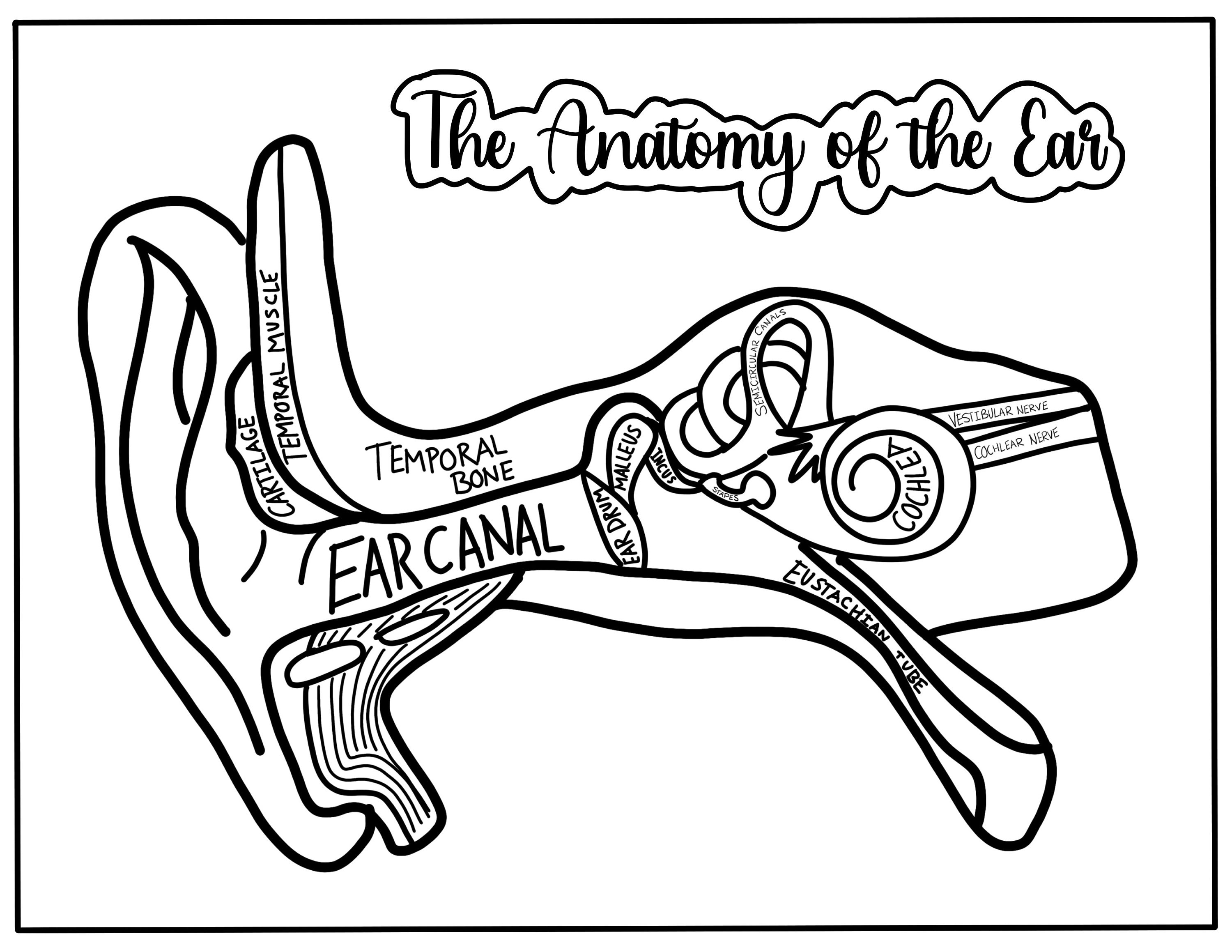 Ear anatomy coloring page