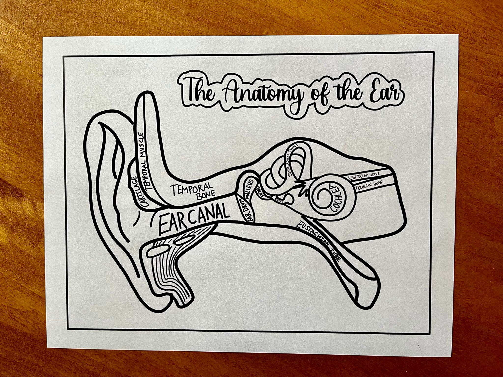 Ear anatomy coloring page