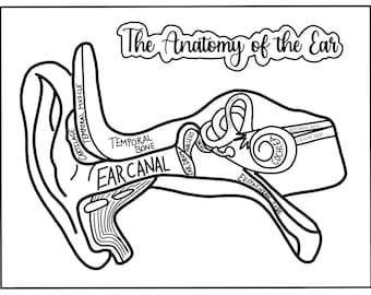 Ear anatomy coloring page