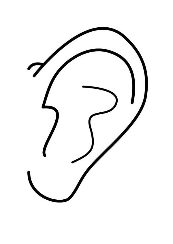 Free ears coloring pages download free ears coloring pages png images free cliparts on clipart library
