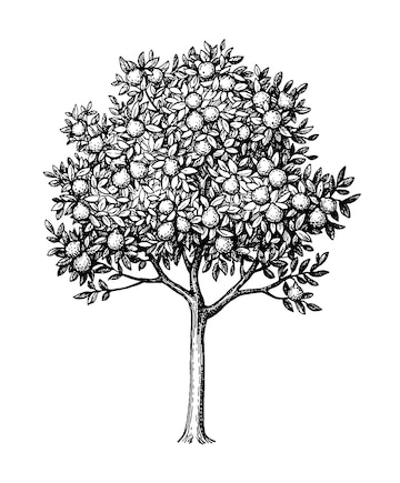 Premium vector bergamot orange tree ink sketch isolated on white background hand drawn vector illustration