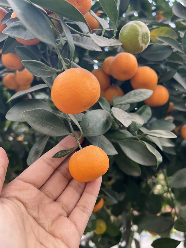 What can i make with these tiny oranges they are extremely sour and a little bitter rgardening