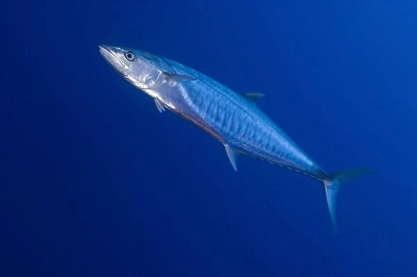 Narrow barred spanish mackerel in motion papua new guinea