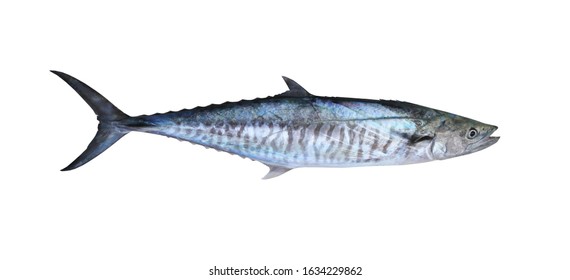 Narrow barred spanish mackerel images stock photos d objects vectors