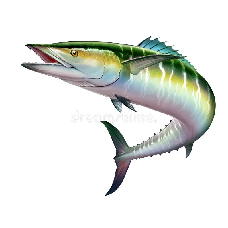 Mackerel spanish stock illustrations â mackerel spanish stock illustrations vectors clipart