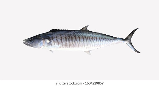 Narrow barred spanish mackerel images stock photos d objects vectors