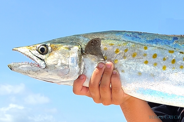 Spanish mackerel fishing species guide charters and destinations