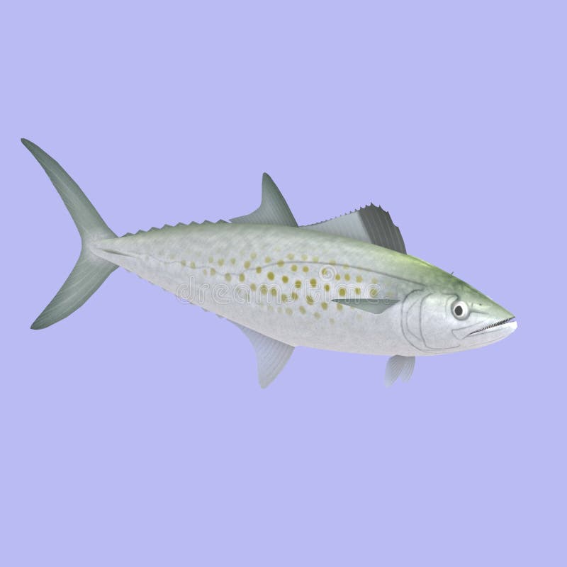 Mackerel spanish stock illustrations â mackerel spanish stock illustrations vectors clipart