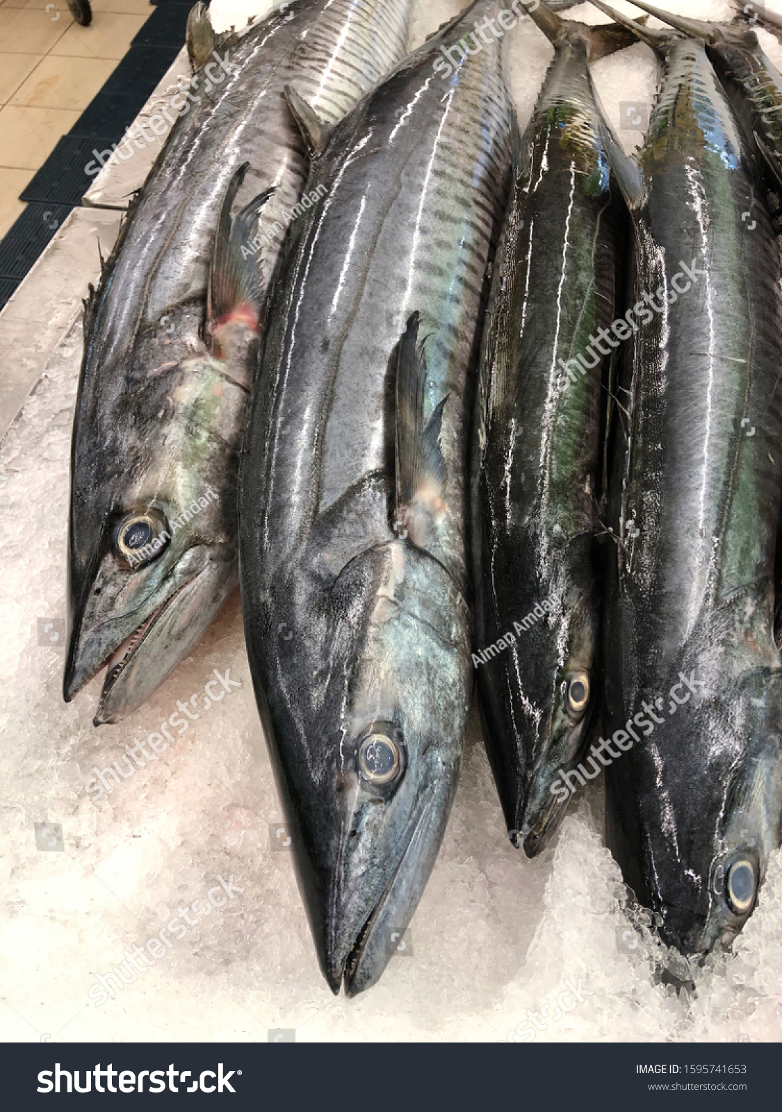 Narrowbarred spanish mackerel sberomorus merson local stock photo