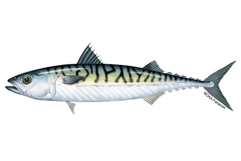 Atlantic mackerel