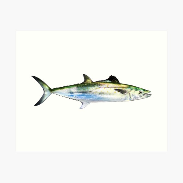 Spanish mackerel art print for sale by william lee