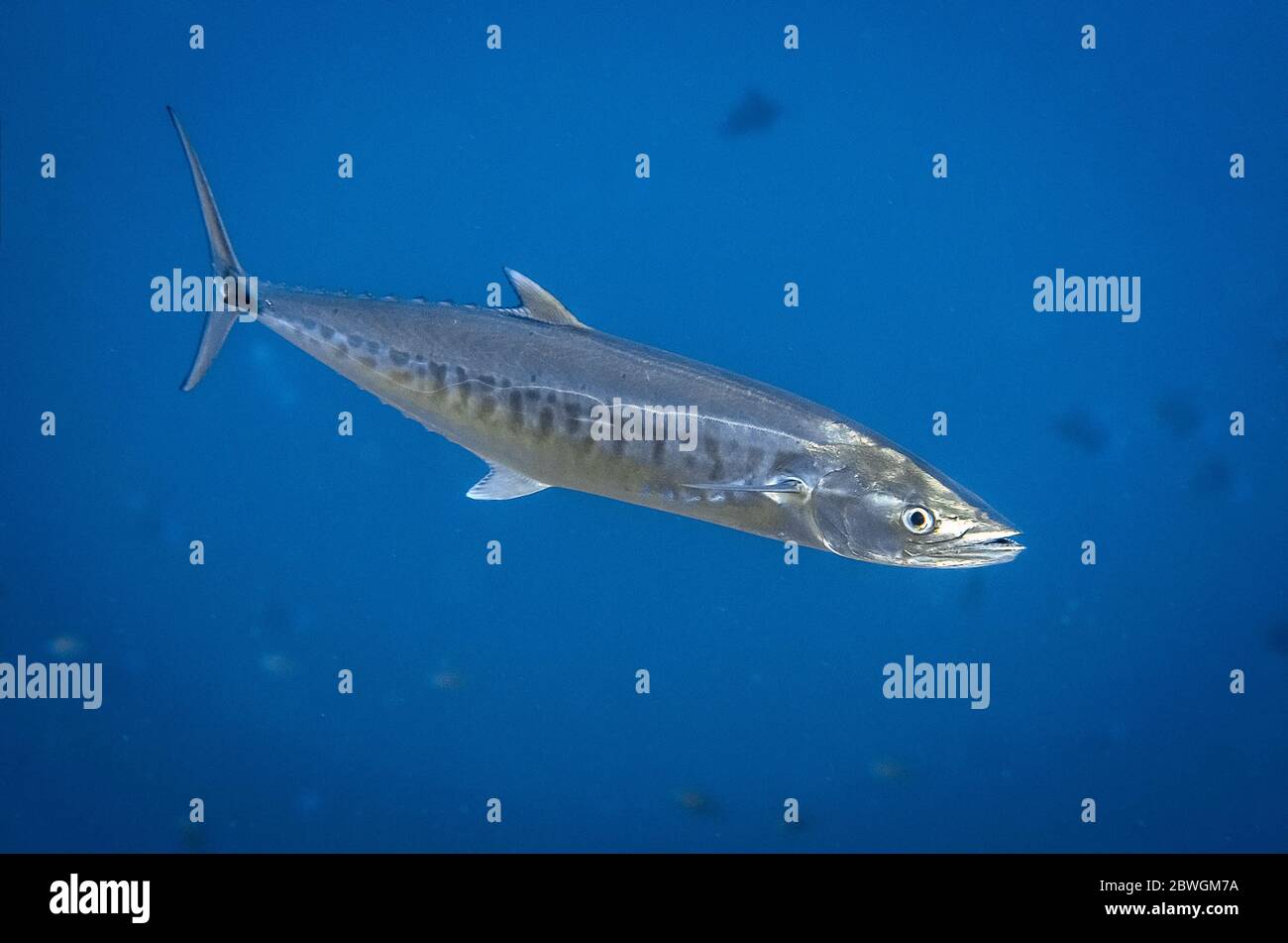 Narrow barred spanish mackerel hi