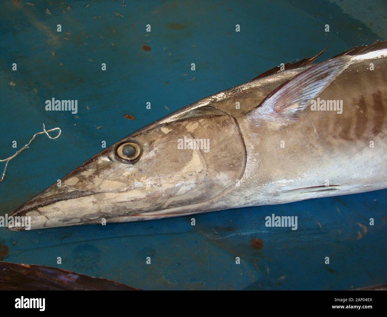 Narrow barred spanish mackerel hi