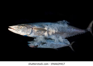 Narrow barred spanish mackerel images stock photos d objects vectors