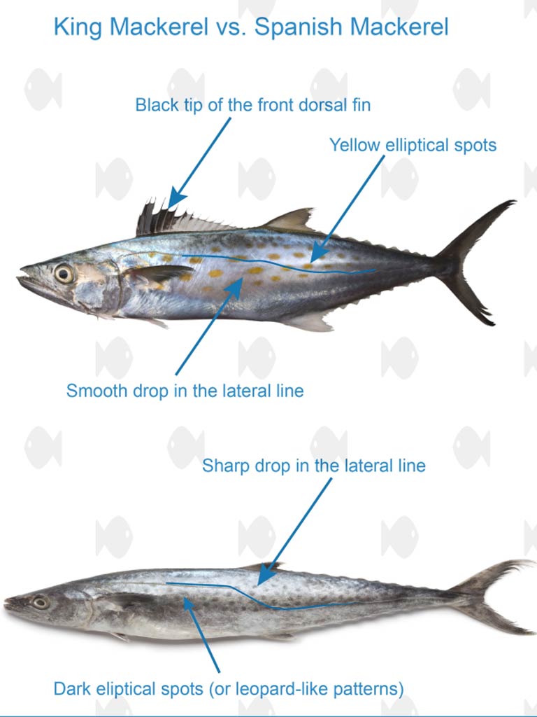 King and spanish mackerel