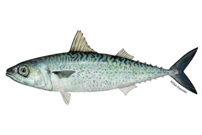 Spanish mackerel