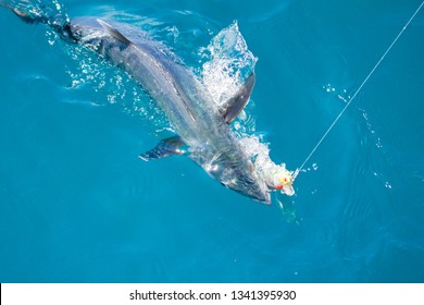 Narrow barred spanish mackerel images stock photos d objects vectors