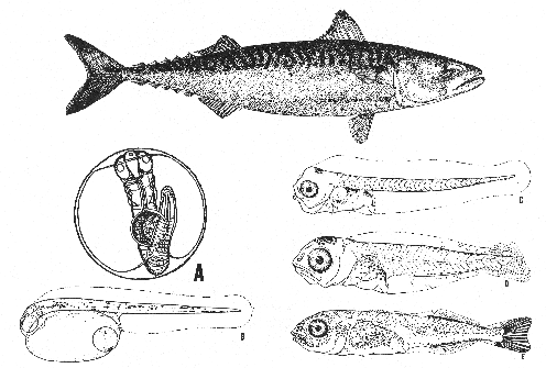 Mackerel