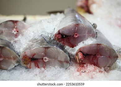 Narrow barred spanish mackerel images stock photos d objects vectors