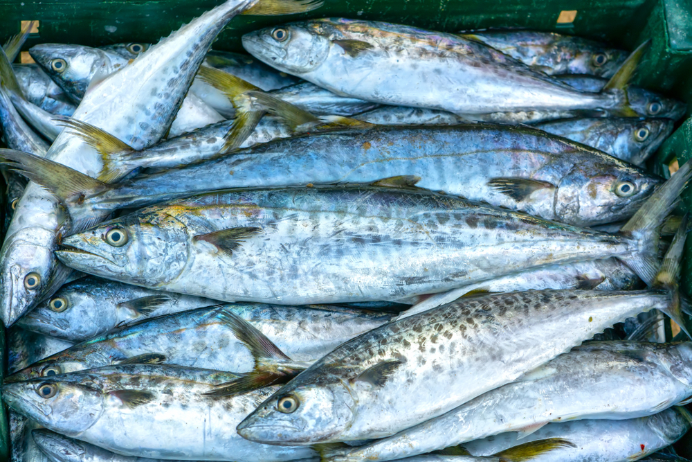 Spanish mackerel