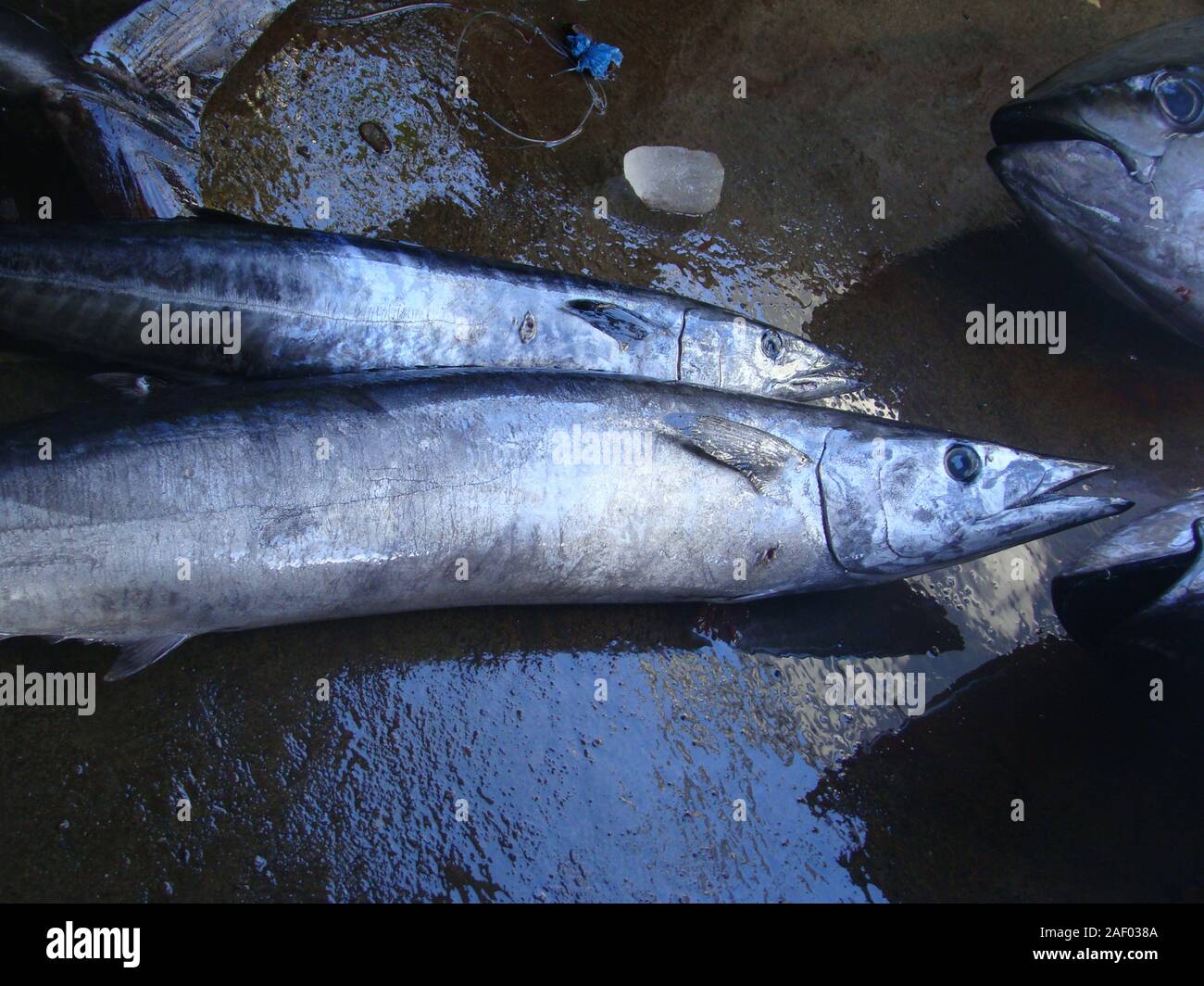 Narrow barred spanish mackerel hi