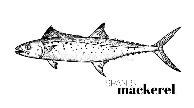 Mackerel spanish stock illustrations â mackerel spanish stock illustrations vectors clipart