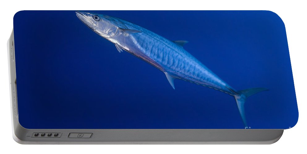 Narrow barred spanish mackerel portable battery charger by steve jones