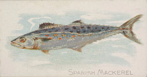 Spanish mackerel s fishes animals collection available as framed prints photos wall art and photo gifts