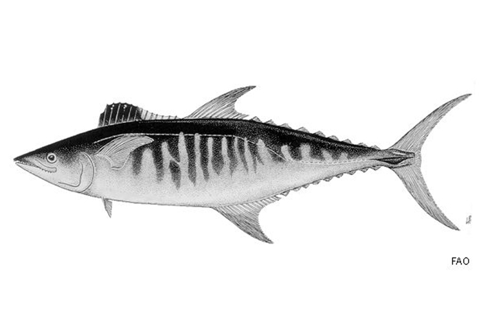 Scomberomorus semifasciatus