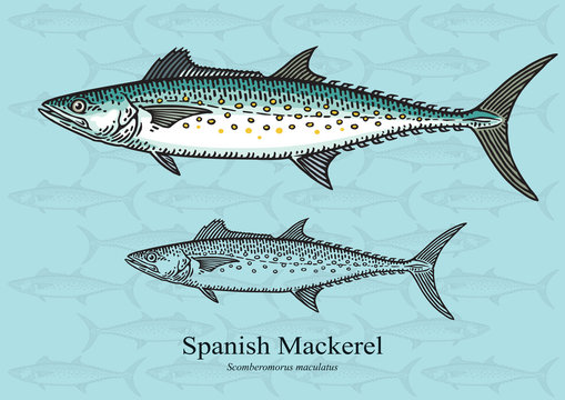 Spanish mackerel images â browse photos vectors and video