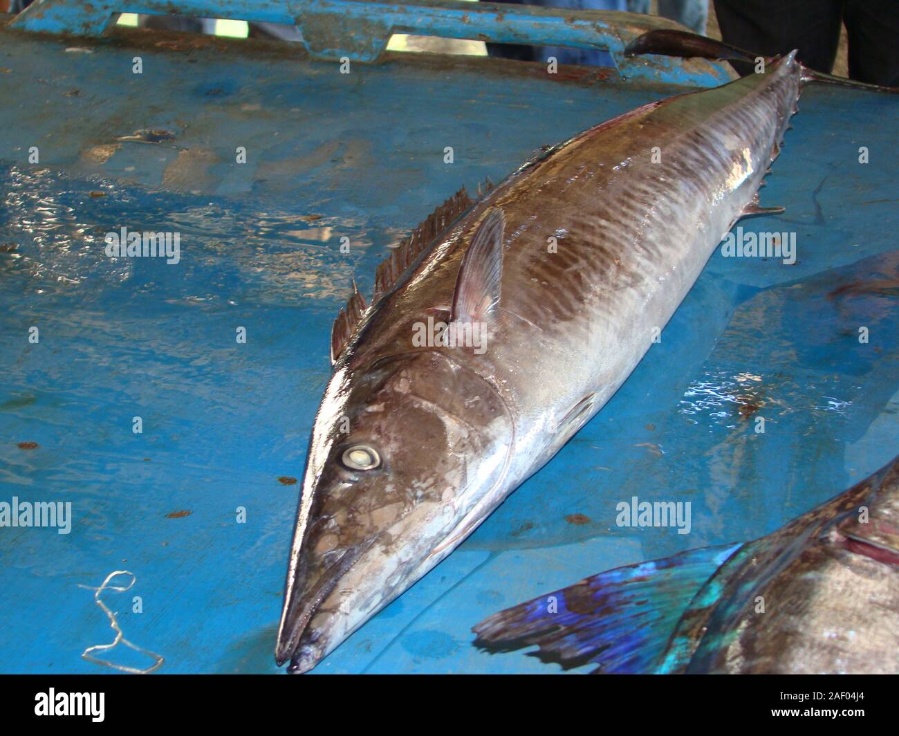 Narrow barred spanish mackerel hi