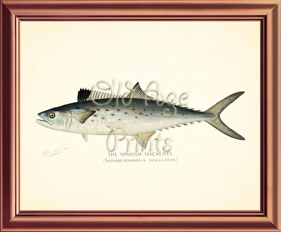 Denton fish print spanish mackerel or sberomorus maculatus saltwater x art plate antique vintage beach house coastal wall decor ol