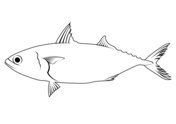 Mackerel fish coloring page free printable coloring pages