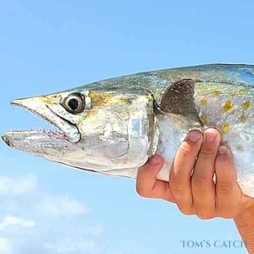 King mackerel fishing species guide charters and destinations