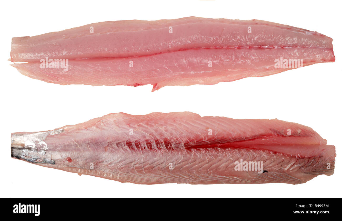 Narrow barred spanish mackerel hi