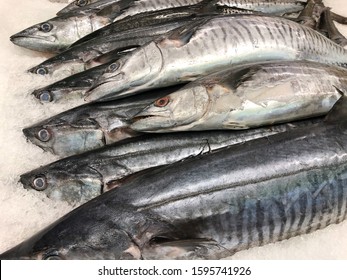 Narrow barred spanish mackerel images stock photos d objects vectors