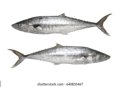 Narrow barred spanish mackerel images stock photos d objects vectors