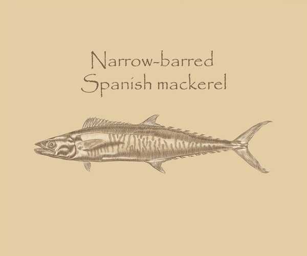 Narrow barred spanish mackerel over royalty