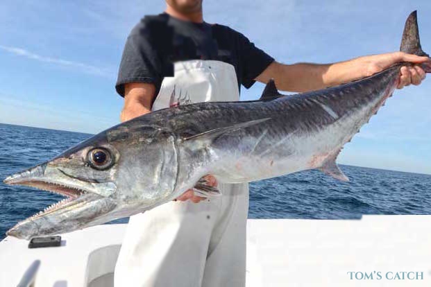 King mackerel fishing species guide charters and destinations