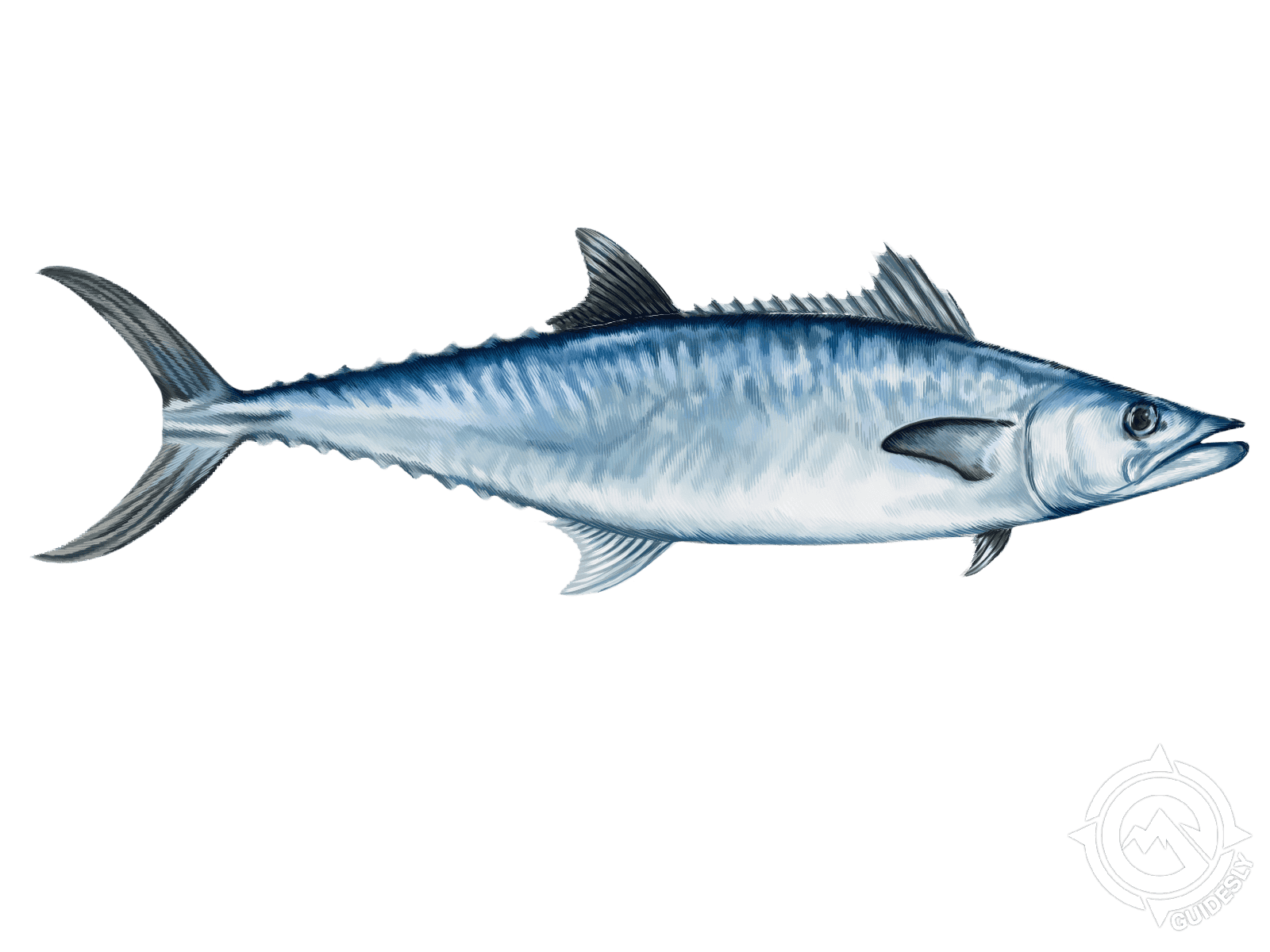 Learn about the king mackerel â fishing