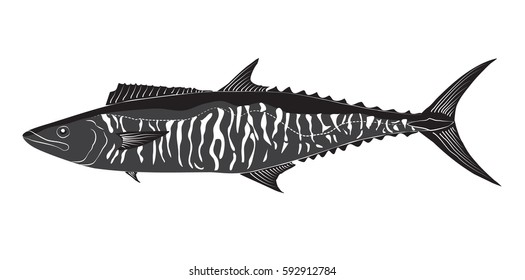 Narrow barred spanish mackerel images stock photos d objects vectors