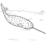 Narwhal coloring pages free coloring pages