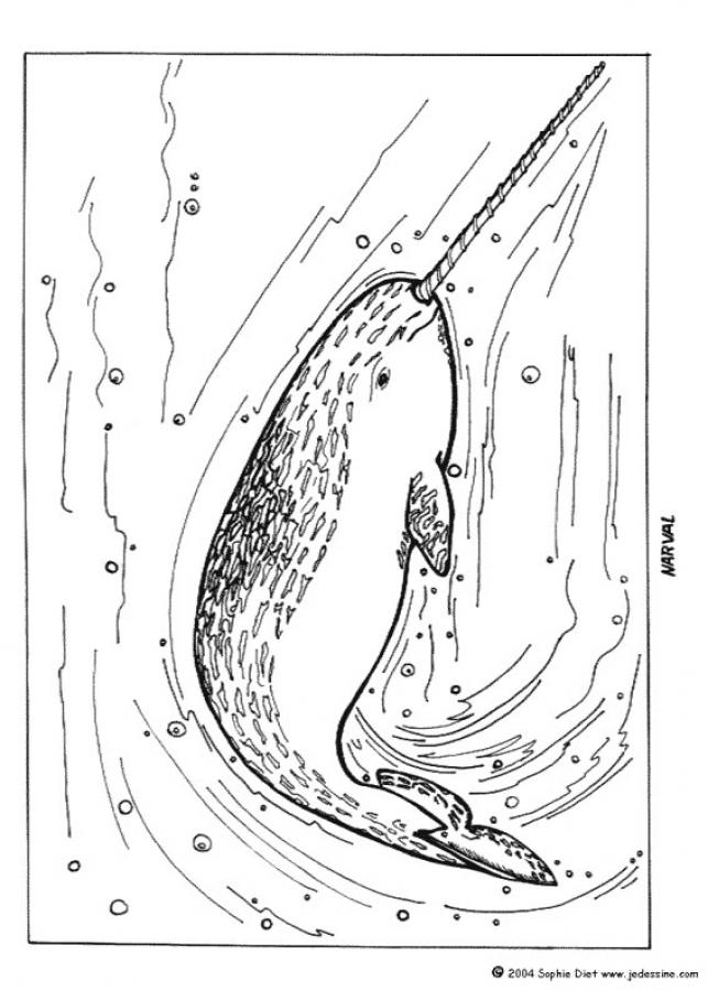 Narwhal coloring pages