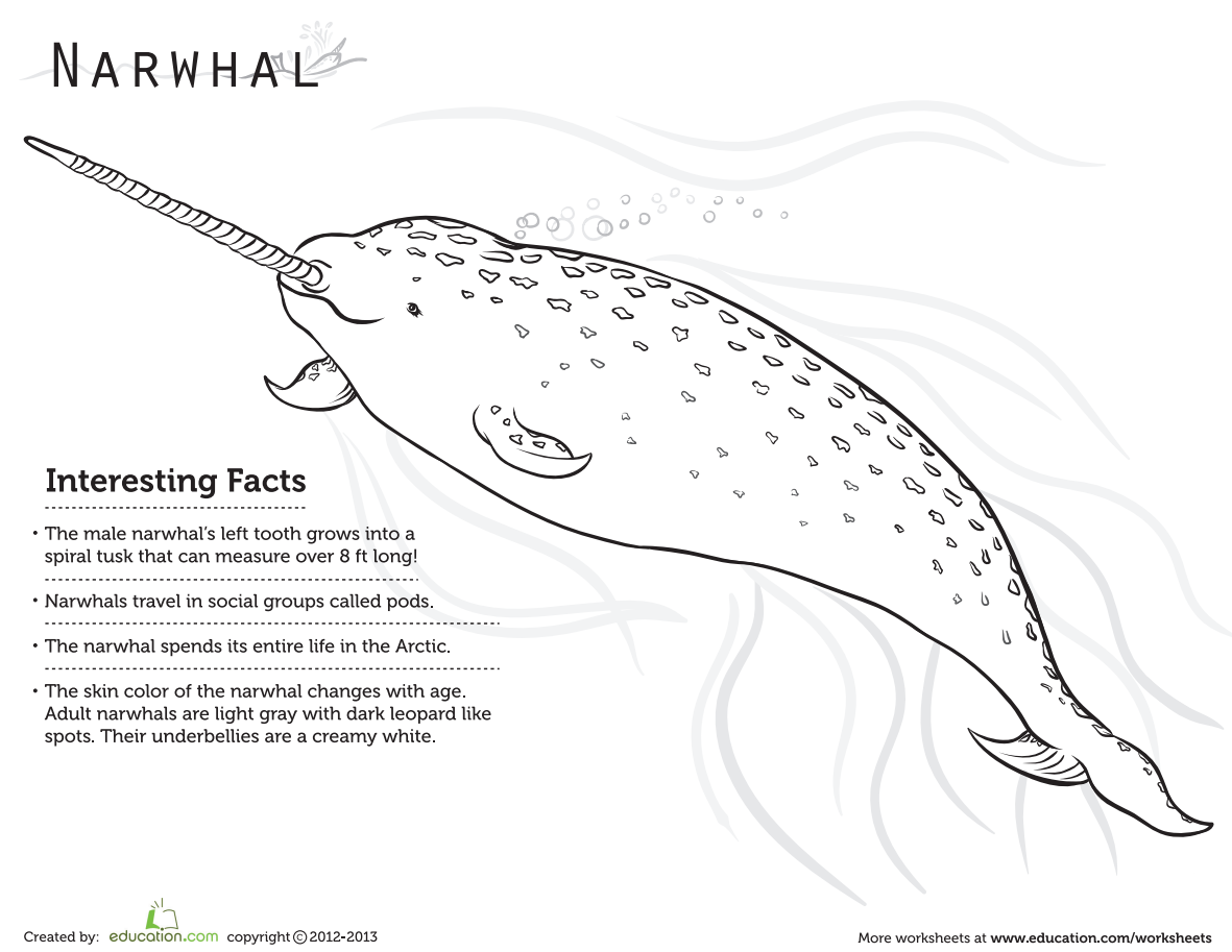 Education on x this narwhal coloring page is too cute add some color to one of our favorite sea creatures httptcolbcmqjrq httptcomyruddhibf x